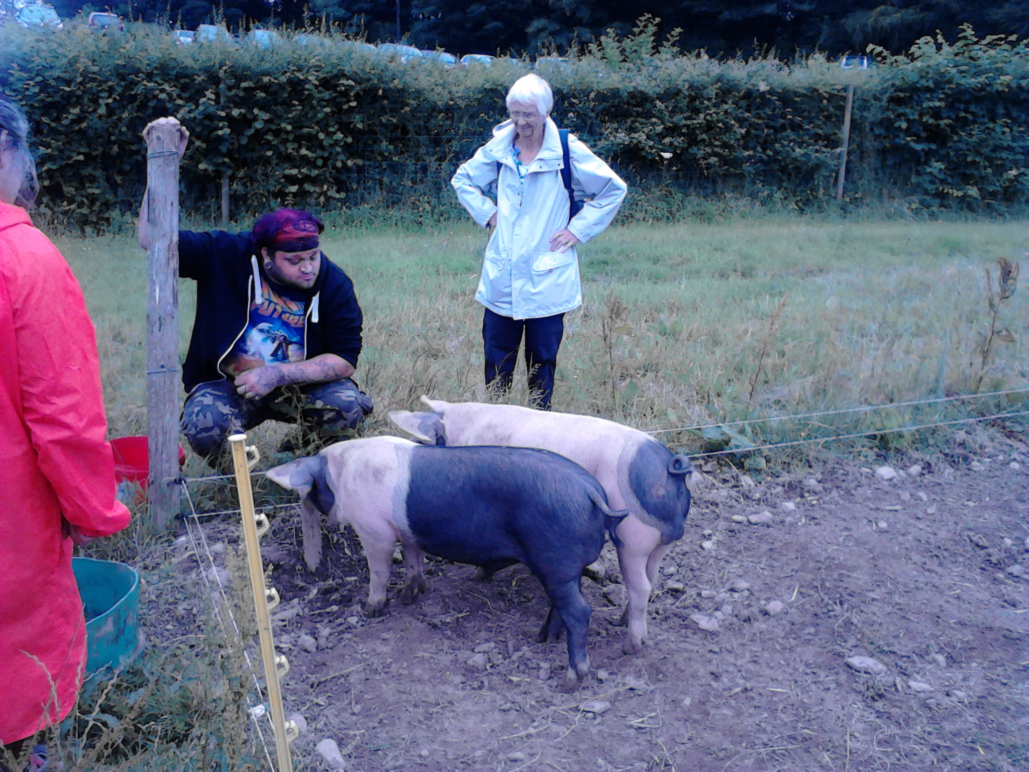 Jimbo, Jenny and pigs